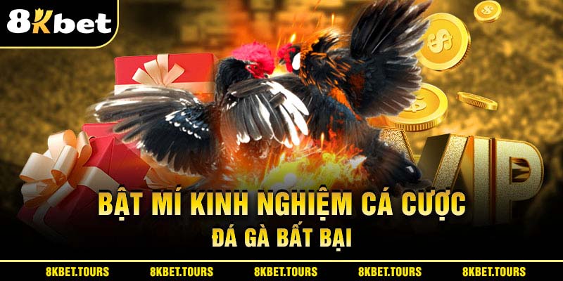 Bật mí kinh nghiệm cá cược đá gà cựa sắt bất bại 