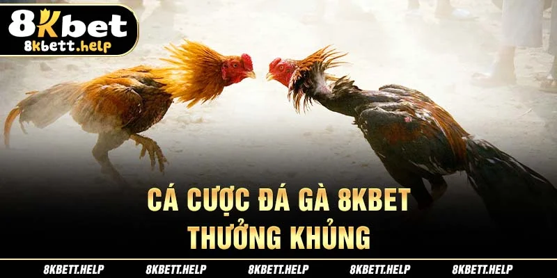 25-ca-cuoc-da-ga-8kbet-thuong-khung